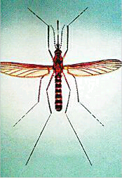 世界蚊子日哪一天 哪个血型招蚊子怎样防止蚊子叮咬