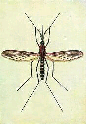 世界蚊子日哪一天 哪个血型招蚊子怎样防止蚊子叮咬