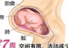 如何分辨胎儿性别小方法 胎儿在子宫的世界是什么样的
