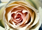 玫瑰花的美容功效,玫瑰花护肤